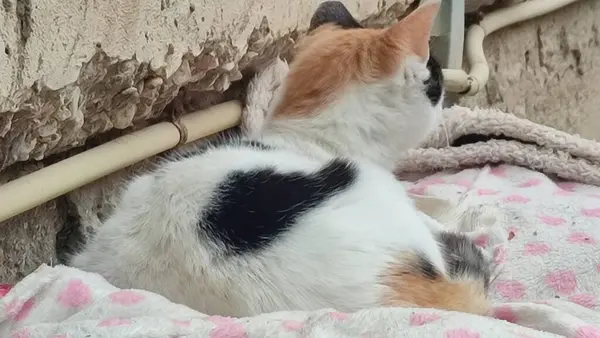 Siyah beyaz kedi battaniyenin üstünde uyur, evcil hayvanlar, hayvanlar. Yüksek kalite fotoğraf