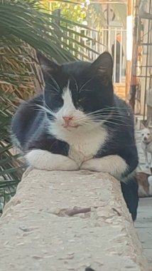 Sokakta siyah beyaz bir kedi oturuyor. Yüksek kalite fotoğraf