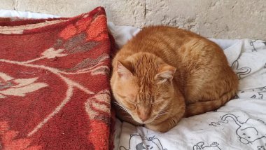 Kızıl kedi uyuyor, evcil hayvanlar, hayvanlar. Yüksek kalite fotoğraf