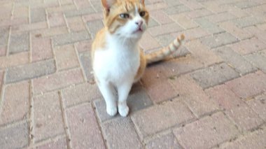 Kızıl beyaz kedi evcil hayvanları, hayvan. Yüksek kalite fotoğraf