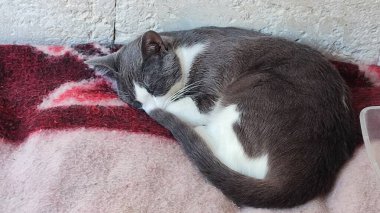Gri beyaz kedi battaniyenin üstünde uyur, evcil hayvanlar, hayvanlar. Yüksek kalite fotoğraf