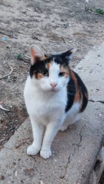 Gri beyaz kedi battaniyenin üstünde uyur, evcil hayvanlar, hayvanlar. Yüksek kalite fotoğraf