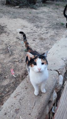 Gri beyaz kedi battaniyenin üstünde uyur, evcil hayvanlar, hayvanlar. Yüksek kalite fotoğraf