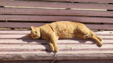 Kızıl kedi ahşap bir bankta, evcil hayvanlarda, hayvanlarda yatar. Yüksek kalite fotoğraf