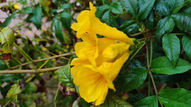 Sarı çiçekler, yeşil yapraklar, botanik bahçesi. Yüksek kalite fotoğraf