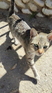 Sokakta dolaşan sokak kedisi, hayvanlar, evcil hayvanlar. Yüksek kalite fotoğraf