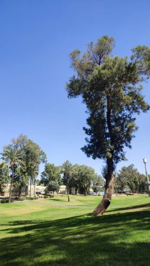 Baharda yeşil park, ağaçlar, çimenler, yapraklar ve gökyüzü, manzara. Yüksek kalite fotoğraf