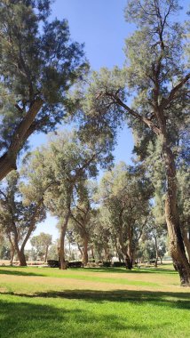 Baharda yeşil park, ağaçlar, çimenler, yapraklar ve gökyüzü, manzara. Yüksek kalite fotoğraf