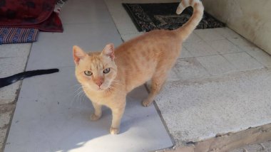 Kedi sokakta yürüyor, hayvan, evcil hayvan. Yüksek kalite fotoğraf