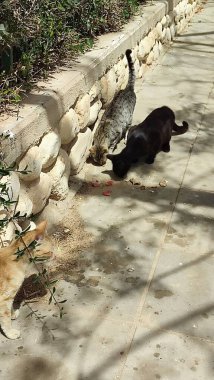 Kedi sokakta yürüyor, hayvan, evcil hayvan. Yüksek kalite fotoğraf