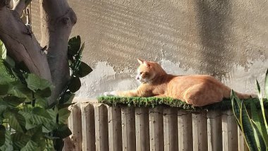 Bahçede yürüyen kızıl kedi, hayvan, evcil hayvan. Yüksek kalite fotoğraf