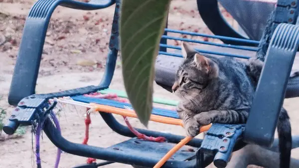 Gri kedi sandalyede uzanıyor, evcil hayvanlar. Yüksek kalite fotoğraf