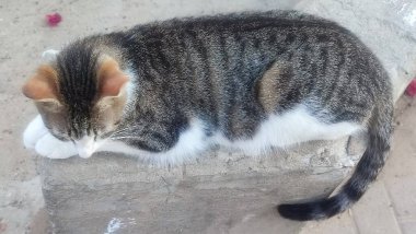 Sokakta yatan gri beyaz kedi, evcil hayvanlar. Yüksek kalite fotoğraf