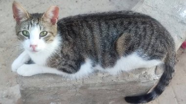 Sokakta yatan gri beyaz kedi, evcil hayvanlar. Yüksek kalite fotoğraf