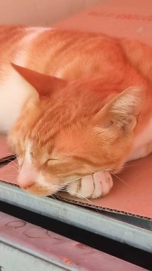 Kızıl kedi uyuyor, evcil hayvanlar, hayvanlar. Yüksek kalite fotoğraf