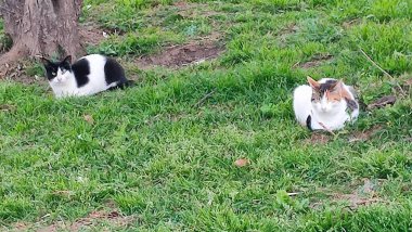 Yeşil çimenlerde oturan siyah beyaz kedi, evcil hayvanlar, doğa. Yüksek kalite fotoğraf