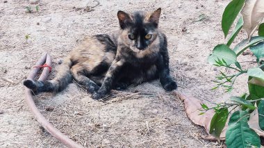 Yeşil yapraklı çalılıklarda oturan gri kırmızı kedi, doğa, hayvanlar, evcil hayvanlar. Yüksek kalite fotoğraf