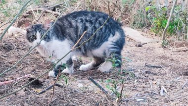Yeşil yapraklı çalılıklarda oturan gri beyaz kedi, doğa, hayvanlar, evcil hayvanlar. Yüksek kalite fotoğraf