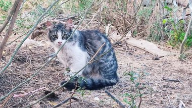 Yeşil yapraklı çalılıklarda oturan gri beyaz kedi, doğa, hayvanlar, evcil hayvanlar. Yüksek kalite fotoğraf