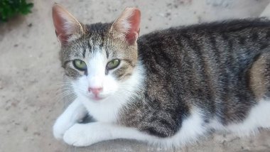 Sokakta yatan gri beyaz kedi, evcil hayvanlar. Yüksek kalite fotoğraf