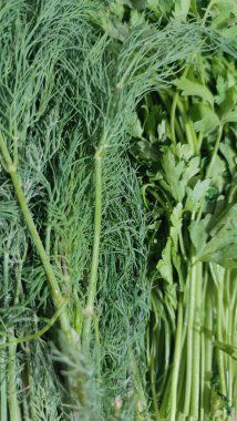 Taze yeşil maydanoz, baharatlı salata vejetaryen doğası. Yüksek kalite fotoğraf