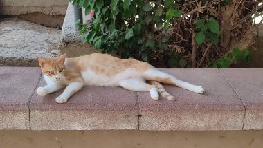 Kızıl, kızıl, beyaz kedi sokakta yatıyor, evcil hayvanlar, hayvanlar. Yüksek kalite fotoğraf