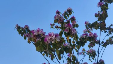 Doğa, pembe güzel çiçekli yeşil çalı, bahar mevsimi florası, yaz günü, botanik bahçesi, mavi gökyüzü arka planı. Yüksek kalite fotoğraf