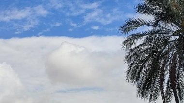 Doğa manzarası, mavi gökyüzü, beyaz bulutlar, palmiye yaprakları, yaz. Yüksek kalite fotoğraf