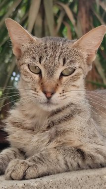 Sokakta yatan kahverengi kedi, hayvanlar, hayvanlar, doğa, yeşil ağaçlar. Yüksek kalite fotoğraf