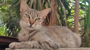 Sokakta yatan kahverengi kedi, hayvanlar, hayvanlar, doğa, yeşil ağaçlar. Yüksek kalite fotoğraf