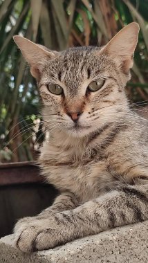 Sokakta yatan kahverengi kedi, hayvanlar, hayvanlar, doğa, yeşil ağaçlar. Yüksek kalite fotoğraf