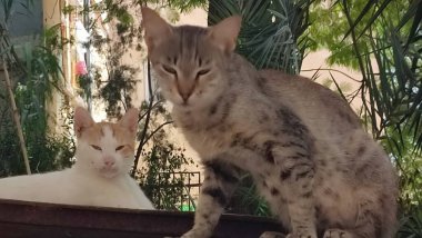 Sokakta yatan kahverengi kedi, hayvanlar, hayvanlar, doğa, yeşil ağaçlar. Yüksek kalite fotoğraf