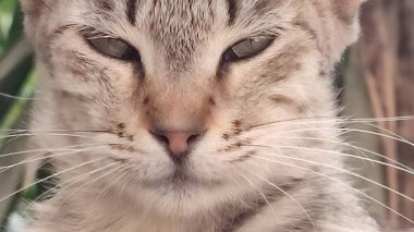 Kahverengi kedi, evcil hayvan, hayvan, doğa portresi. Yüksek kalite fotoğraf