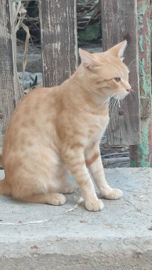 Çitin yanında oturan kırmızı kedi, evcil hayvanlar, hayvan doğası. Yüksek kalite fotoğraf