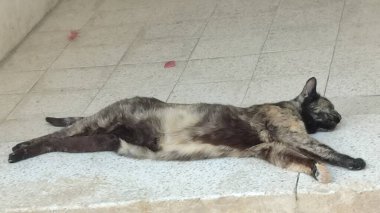 Kedi yalanı, evcil hayvanlar, hayvan doğası. Yüksek kalite fotoğraf