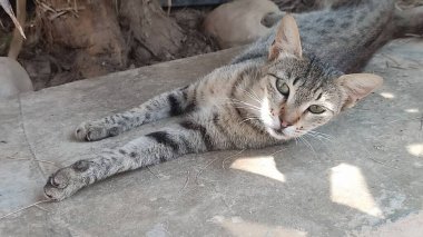  Kedi, sokak hayvanları, evcil hayvanlar. Yüksek kalite fotoğraf