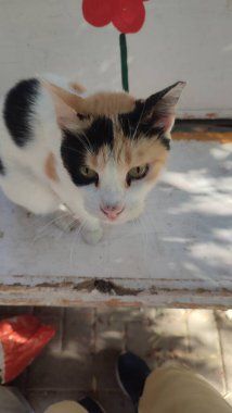 Kedi, üç renkli kürk, beyaz kırmızı ve siyah, evcil hayvanlar, hayvan doğası, evcil hayvan. Yüksek kalite fotoğraf