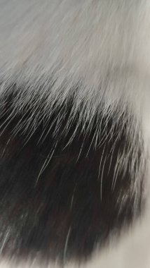 Siyah ve beyaz kedi kürkü, doğa arka planı, soyut saç dokusu. Yüksek kalite fotoğraf