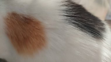 Siyah beyaz kızıl kedi kürkü, doğal arka plan, soyut saç dokusu. Yüksek kalite fotoğraf