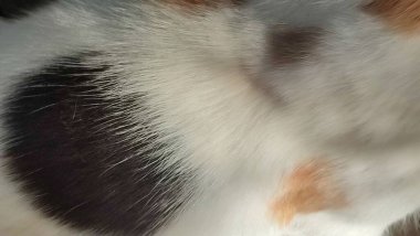 Siyah beyaz kızıl kedi kürkü, doğal arka plan, soyut saç dokusu. Yüksek kalite fotoğraf