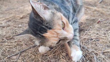  Kedi, sokak hayvanları, evcil hayvanlar. Yüksek kalite fotoğraf