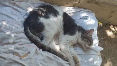  Gri beyaz kedi uyuyor, sokak hayvanları, evcil hayvanlar. Yüksek kalite fotoğraf