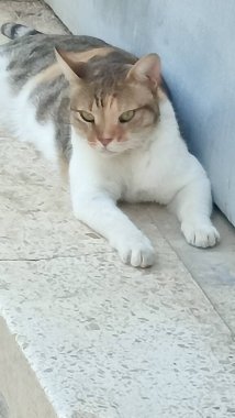 Güzel beyaz kırmızı kedi sokakta yatıyor, hayvanlar, hayvan doğası. Yüksek kalite fotoğraf