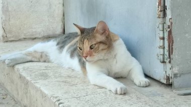 Güzel beyaz kırmızı kedi sokakta yatıyor, hayvanlar, hayvan doğası. Yüksek kalite fotoğraf