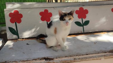 Güzel, beyaz, kırmızı, şirin bir kedi sokakta yatıyordu. Evcil hayvanlar, hayvan doğası. Yüksek kalite fotoğraf