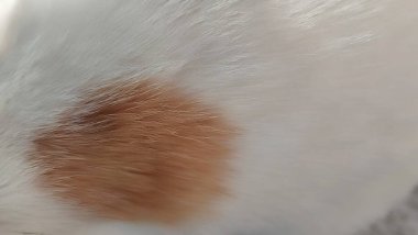 Zencefil ve beyaz kedi kürkü, doğa arka planı, soyut saç dokusu. Yüksek kalite fotoğraf