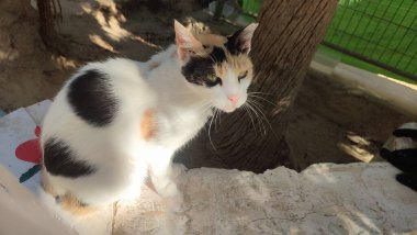 Güzel, beyaz, kızıl, kırmızı, sokakta yatan sevimli kedi, evcil hayvanlar, hayvan doğası. Yüksek kalite fotoğraf