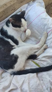 Beyaz bir battaniyenin üzerinde uyuyan iki kedi, evcil hayvanlar, hayvanlar, doğa. Yüksek kalite fotoğraf