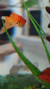 Akvaryumdaki japon balığı, su. Yüksek kalite fotoğraf