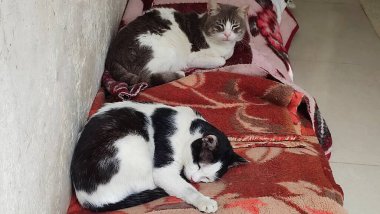 Kedi dışarıda uyuyor, hayvan, beyaz siyah sevimli hayvanlar. Yüksek kalite fotoğraf